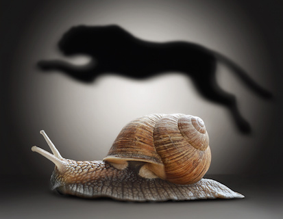 Image of a Snail with cheetah shadow