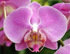 Image of orchid logo for Dr. Joel Ying