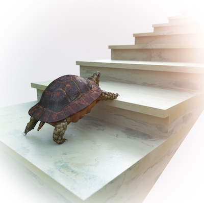 Image of a turtle climbing steps