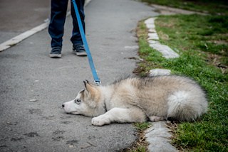 Image of stubborn husky puppy lying on the ground, refusing to get up and go home from the park.