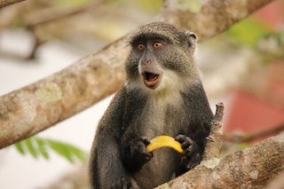 Image of a Sykes monkey on a tree limb with a scared look on its face