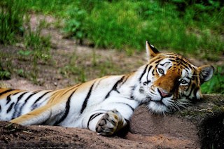 Image of a tiger laying its head on a rock with a blurry grass background