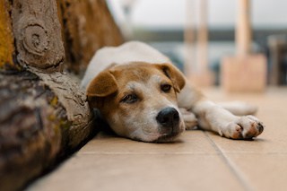 Image of sleepy dog lying on a tile floor