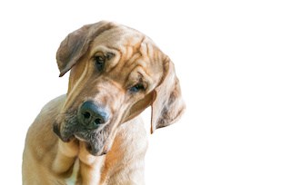 Image of large dog with compassionate attentive look