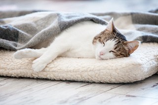 Image of cat sleeping on a cushion with a blanket over half its body