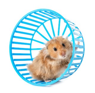 Image of a hamster on a pretty blue wheel