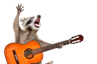 Image of raccoon singing loudly with a paw in the air, accompanying himself on an orange acoustic guitar, all on white background