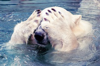 Image of large polar bear swimming in cold water with his paws covering his eyes