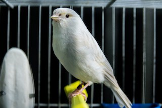 Image of a beautiful white canary in a cage