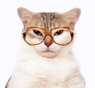 Image of cat with tortoise-shell glasses on white background