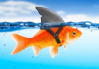 Image of goldfish wearing a shark fin costume and swimming just beneath the water line