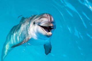 Image of dolphin in the water looking up with mouth open