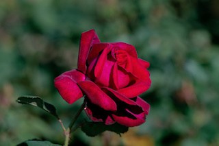 Image of a beautiful sunny close-up of a single red countess Diana rose blossom against dark green background