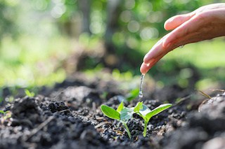 Image of hand watering seedlings growing in fertile garden soil