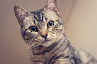 Image of a lovely tabby cat looking directly at the viewer.