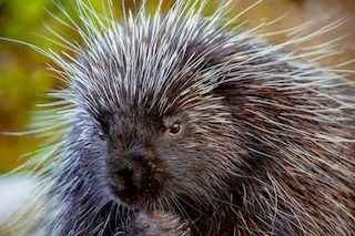 Image of close-up of porcupine