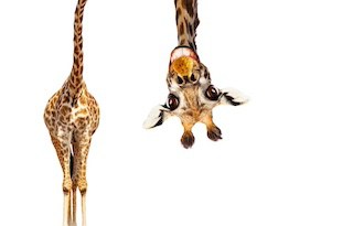 Image of giraffe's body standing upright with his neck disappearing at the top of the image and his head appearing upside down in the middle of the image all against a white background