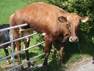 stuck cow