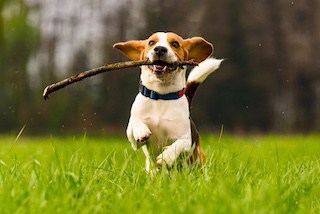 Image of beagle dog running toward the camera with a stick in its mouth, in a grassy field, trees in background