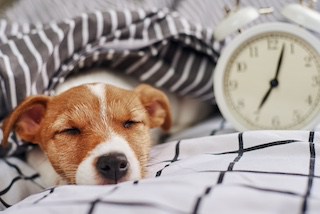 Image of Jack Russell Terrier asleep in bed with a vintage alarm clock beside him, the time is 7:03