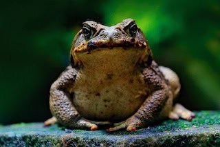 Image of a cane toad sitting on a blue-green rock, black background with a green light behind him